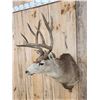 Image 4 : 4x5 Mule Deer Shoulder Mount Taxidermy