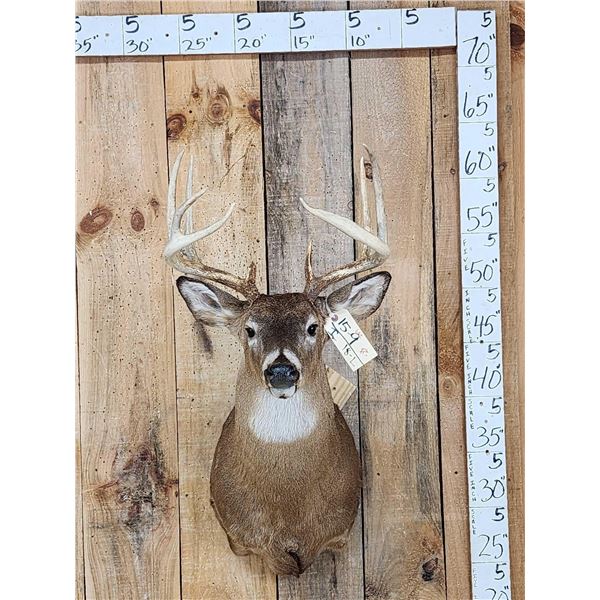 4x5 Whitetail Shoulder Mount Taxidermy