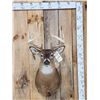Image 1 : 4x5 Whitetail Shoulder Mount Taxidermy