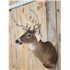 Image 2 : 4x5 Whitetail Shoulder Mount Taxidermy