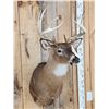 Image 3 : 4x5 Whitetail Shoulder Mount Taxidermy