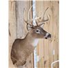 Image 4 : 4x5 Whitetail Shoulder Mount Taxidermy