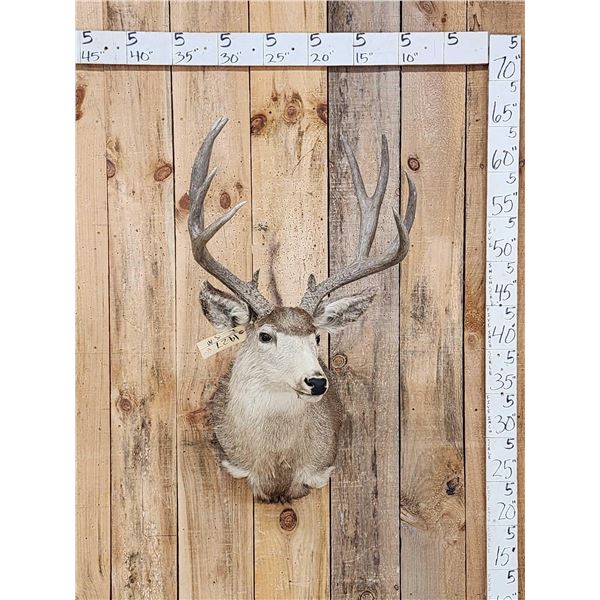 5x5 Mule Deer Shoulder Mount Taxidermy