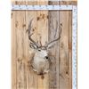 Image 1 : 5x5 Mule Deer Shoulder Mount Taxidermy