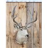 Image 2 : 5x5 Mule Deer Shoulder Mount Taxidermy