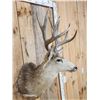 Image 3 : 5x5 Mule Deer Shoulder Mount Taxidermy