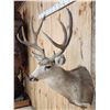 Image 4 : 5x5 Mule Deer Shoulder Mount Taxidermy