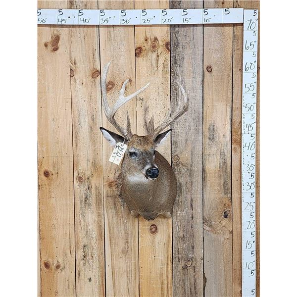 Main Frame 5x5 Whitetail Shoulder Mount Taxidermy
