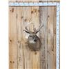 Image 1 : Main Frame 5x5 Whitetail Shoulder Mount Taxidermy