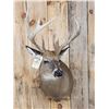 Image 2 : Main Frame 5x5 Whitetail Shoulder Mount Taxidermy
