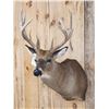 Image 3 : Main Frame 5x5 Whitetail Shoulder Mount Taxidermy