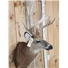 Image 4 : Main Frame 5x5 Whitetail Shoulder Mount Taxidermy