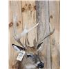 Image 5 : Main Frame 5x5 Whitetail Shoulder Mount Taxidermy