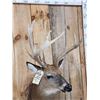 Image 6 : Main Frame 5x5 Whitetail Shoulder Mount Taxidermy