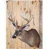 Image 7 : Main Frame 5x5 Whitetail Shoulder Mount Taxidermy