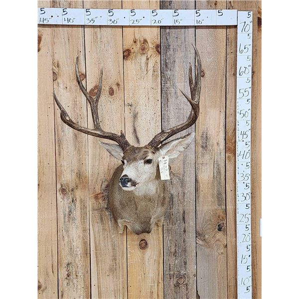 Big 5x5 Mule Deer Shoulder Mount Taxidermy