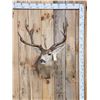 Image 1 : Big 5x5 Mule Deer Shoulder Mount Taxidermy