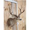 Image 2 : Big 5x5 Mule Deer Shoulder Mount Taxidermy