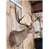 Image 3 : Big 5x5 Mule Deer Shoulder Mount Taxidermy