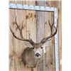 Image 4 : Big 5x5 Mule Deer Shoulder Mount Taxidermy