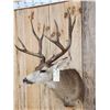 Image 5 : Big 5x5 Mule Deer Shoulder Mount Taxidermy