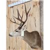 Image 6 : Big 5x5 Mule Deer Shoulder Mount Taxidermy