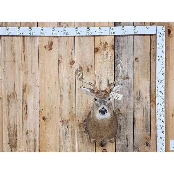 5x5 Whitetail Shoulder Mount Taxidermy