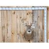 Image 1 : 5x5 Whitetail Shoulder Mount Taxidermy