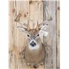 Image 2 : 5x5 Whitetail Shoulder Mount Taxidermy