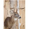 Image 3 : 5x5 Whitetail Shoulder Mount Taxidermy