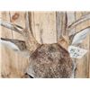 Image 4 : 5x5 Whitetail Shoulder Mount Taxidermy