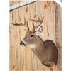 Image 5 : 5x5 Whitetail Shoulder Mount Taxidermy