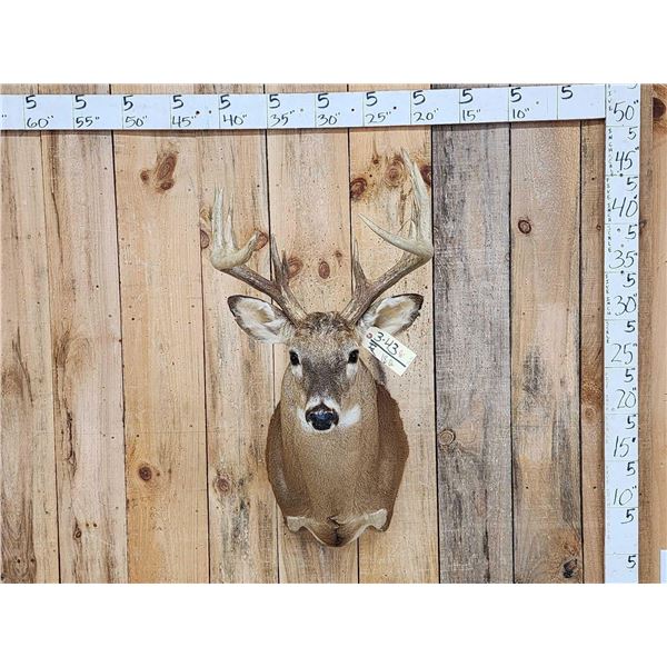 156 5/8" Gross Wild Whitetail Shoulder Mount Taxidermy