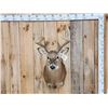 Image 1 : 156 5/8" Gross Wild Whitetail Shoulder Mount Taxidermy