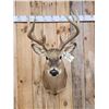 Image 2 : 156 5/8" Gross Wild Whitetail Shoulder Mount Taxidermy