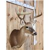 Image 3 : 156 5/8" Gross Wild Whitetail Shoulder Mount Taxidermy