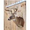 Image 4 : 156 5/8" Gross Wild Whitetail Shoulder Mount Taxidermy