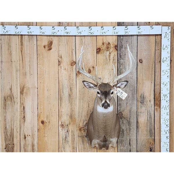 Extra Nice 5x5 Whitetail Shoulder Mount Taxidermy
