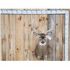Image 1 : Extra Nice 5x5 Whitetail Shoulder Mount Taxidermy