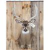 Image 2 : Extra Nice 5x5 Whitetail Shoulder Mount Taxidermy