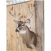 Image 3 : Extra Nice 5x5 Whitetail Shoulder Mount Taxidermy