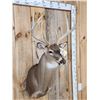 Image 4 : Extra Nice 5x5 Whitetail Shoulder Mount Taxidermy