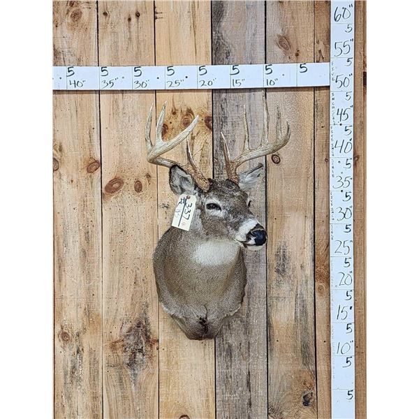 5x5 Whitetail Shoulder Mount Taxidermy