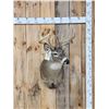 Image 1 : 5x5 Whitetail Shoulder Mount Taxidermy
