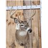 Image 2 : 5x5 Whitetail Shoulder Mount Taxidermy