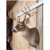 Image 3 : 5x5 Whitetail Shoulder Mount Taxidermy