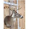 Image 4 : 5x5 Whitetail Shoulder Mount Taxidermy