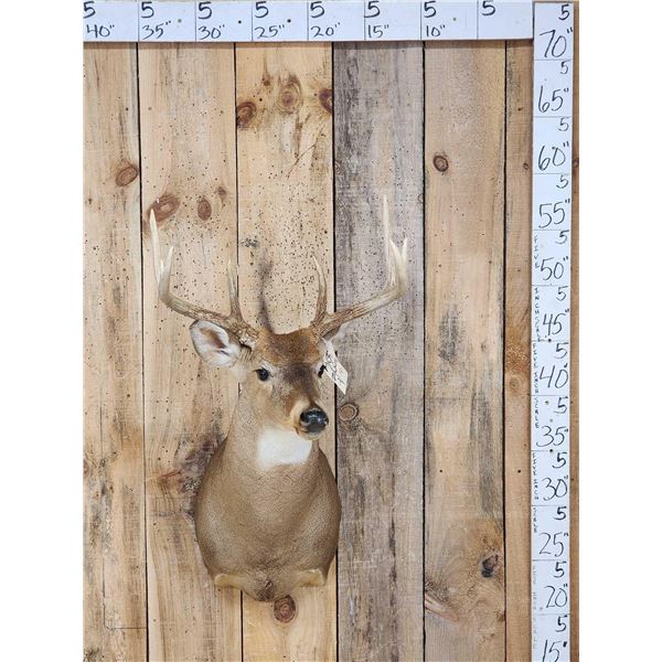 4x4 Whitetail Shoulder Mount Taxidermy