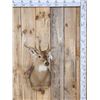 Image 1 : 4x4 Whitetail Shoulder Mount Taxidermy
