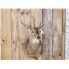 Image 2 : 4x4 Whitetail Shoulder Mount Taxidermy